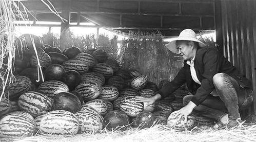 邹城吃瓜群众事件视频,一场网络舆论的风暴与反思