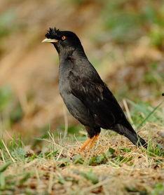 吃瓜少女八哥视频下载免费观看,吃瓜少女八哥视频免费下载，畅享无界观瓜盛宴