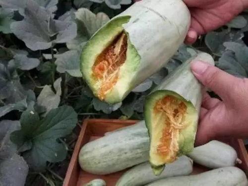 长的瓜要削皮吃吗视频教程,长瓜削皮教程详解